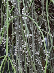 Rhipsalis lindbergiana, photograph (c) Paulo Nogueira, some rights reserved (CC BY)
