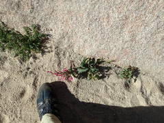 Penstemon clevelandii clevelandii