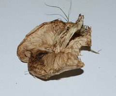 Melanoleuca exscissa