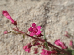 Penstemon clevelandii clevelandii