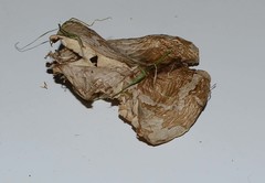 Melanoleuca exscissa