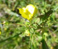 Hemimeris sabulosa