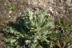 Verbascum undulatum
