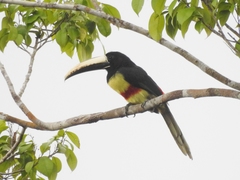 Pteroglossus aracari