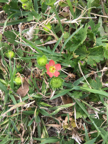 Modiola caroliniana