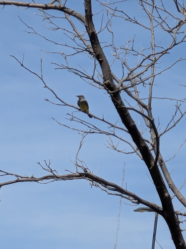 Western Kingbird