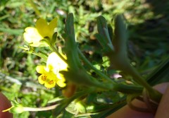 Hemimeris sabulosa