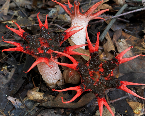 anemone stinkhorn fungus