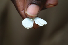 Leptosia nupta
