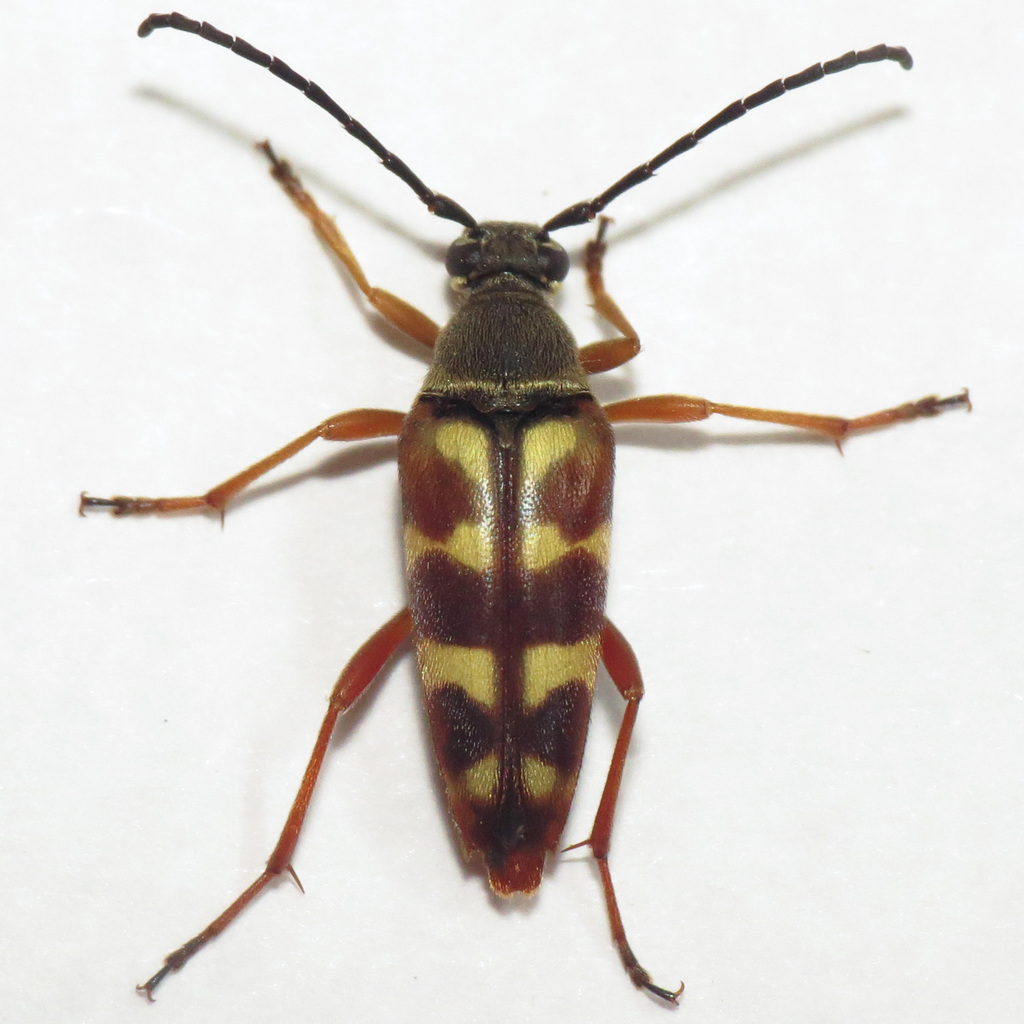 Typocerus