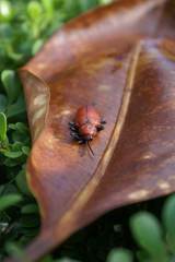 Coraliomela brunnea