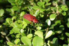 Coraliomela brunnea