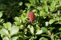 Coraliomela brunnea