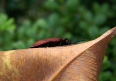 Coraliomela brunnea