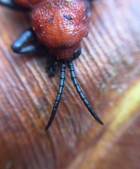 Coraliomela brunnea