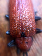 Coraliomela brunnea