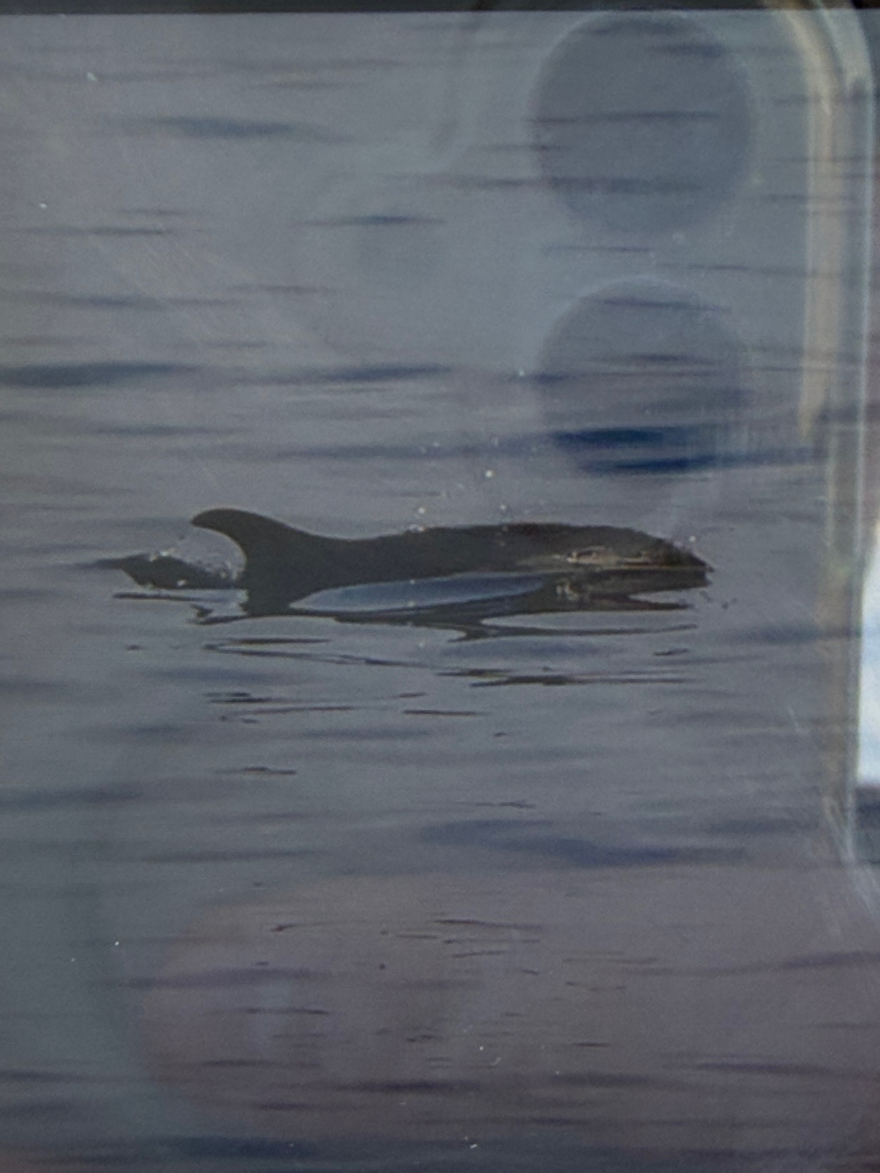 Lagenorhynchus acutus