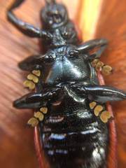 Coraliomela brunnea
