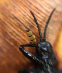 Coraliomela brunnea