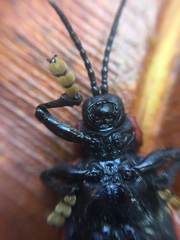 Coraliomela brunnea
