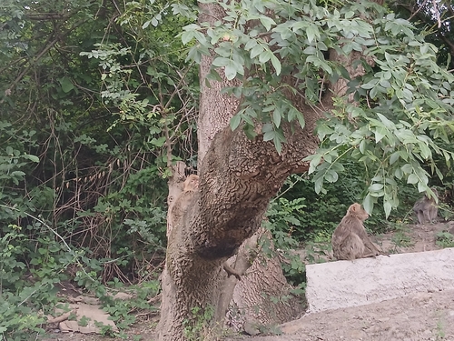 Barbary Macaque