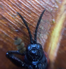 Coraliomela brunnea