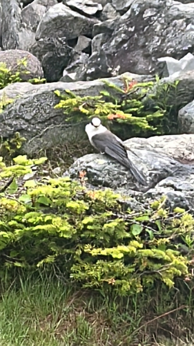 Canada Jay