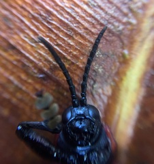 Coraliomela brunnea