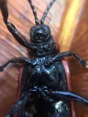 Coraliomela brunnea