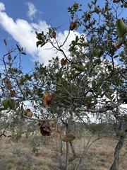 Combretum zeyheri, photograph (c) Ruan van Mazijk, some rights reserved (CC BY-SA)