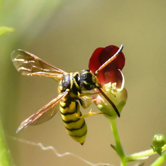 Sapygidae