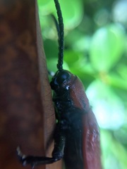Coraliomela brunnea