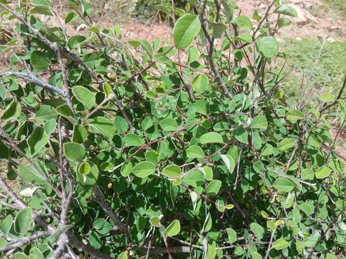 Cotoneaster granatensis