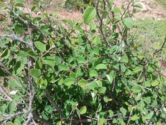 Cotoneaster granatensis