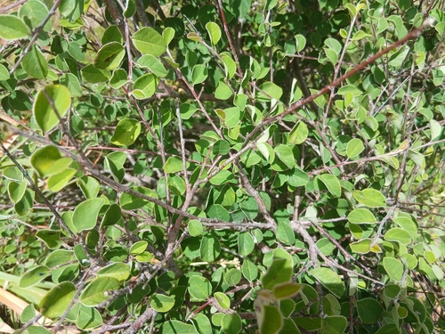 Cotoneaster granatensis, photograph 1