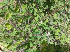 Cotoneaster granatensis, photograph (c) Anis Dris, some rights reserved (CC BY)
