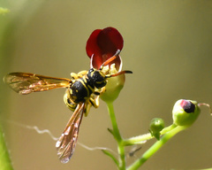 Sapygidae