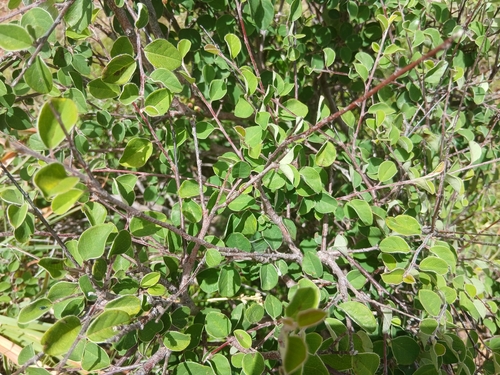 Cotoneaster granatensis, photograph 2
