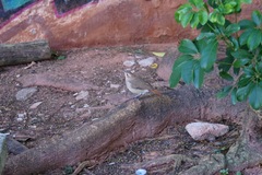 Furnarius rufus
