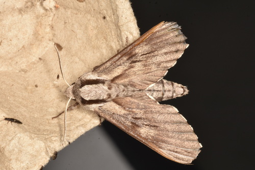 Pine Hawkmoth