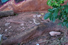 Furnarius rufus