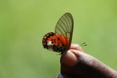 Acraea leucographa