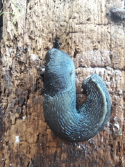 Limax cinereoniger