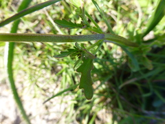 Hemimeris sabulosa