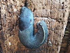 Limax cinereoniger