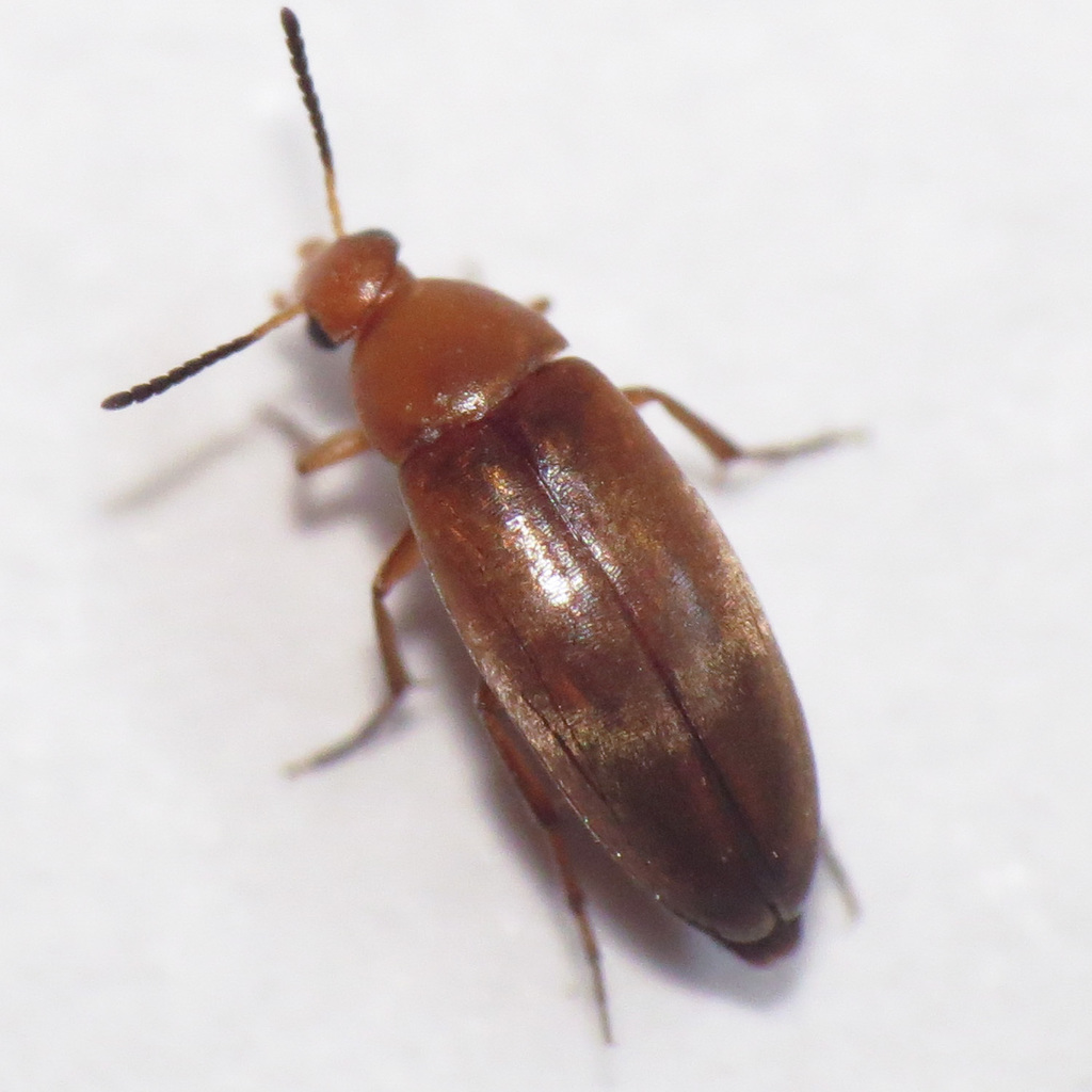 False Flower Beetle