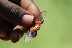Acraea leucographa