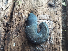 Limax cinereoniger