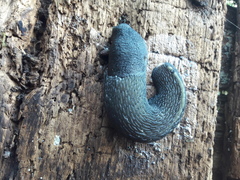 Limax cinereoniger