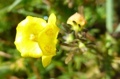 Hemimeris sabulosa